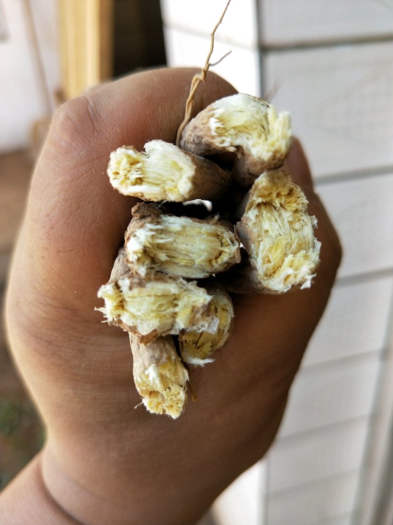 黄芪条甘肃产地批发零售，货源充足