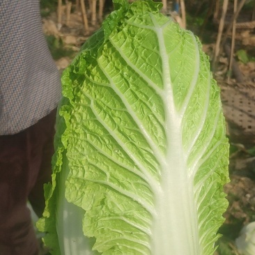 四川黄心大白菜，水分少，没有麻点，供货量大，3到6斤