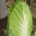 四川黄心大白菜，水分少，没有麻点，供货量大，3到6斤