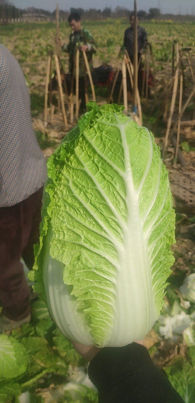 四川黄心大白菜，水分少，没有麻点，供货量大，3到6斤