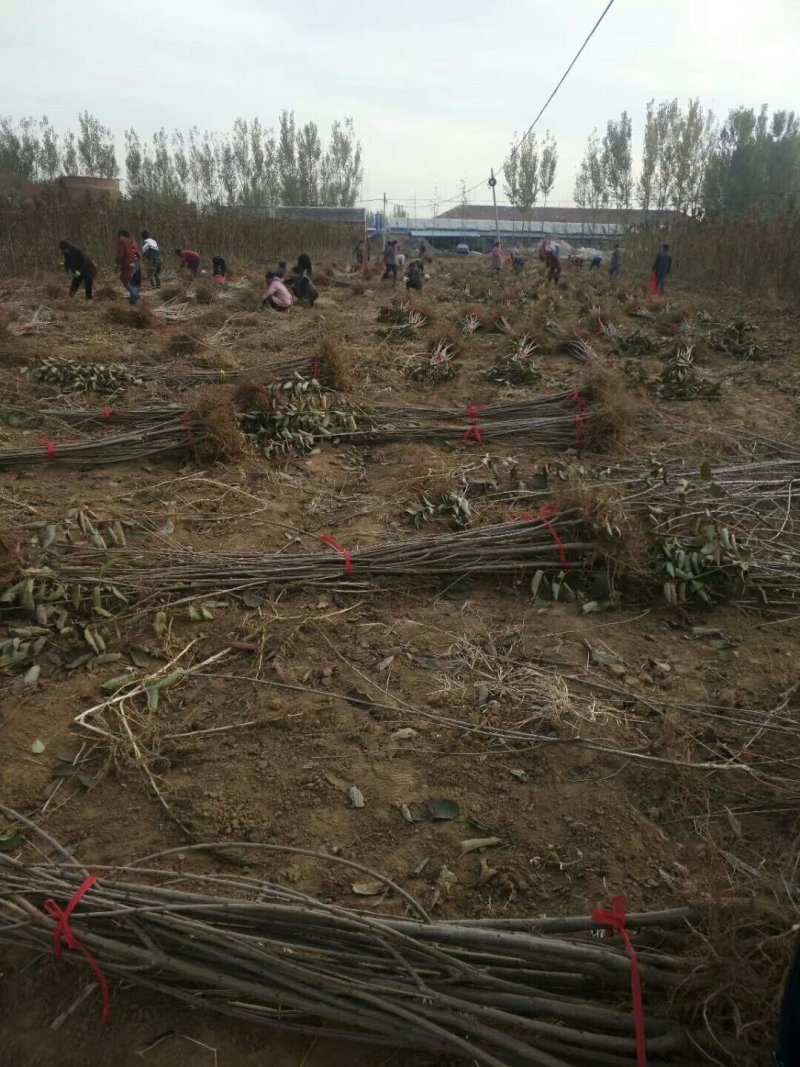 樱桃树苗一年搞苗20万株樱桃种子嫁接吉赛拉矮化樱桃苗苗