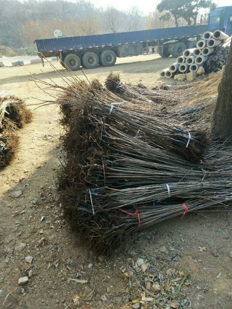 樱桃树苗一年搞苗20万株樱桃种子嫁接吉赛拉矮化樱桃苗苗