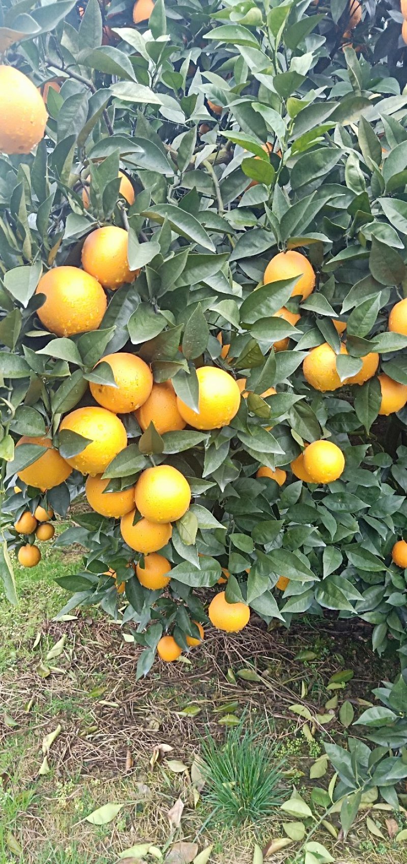 佛罗斯特夏橙