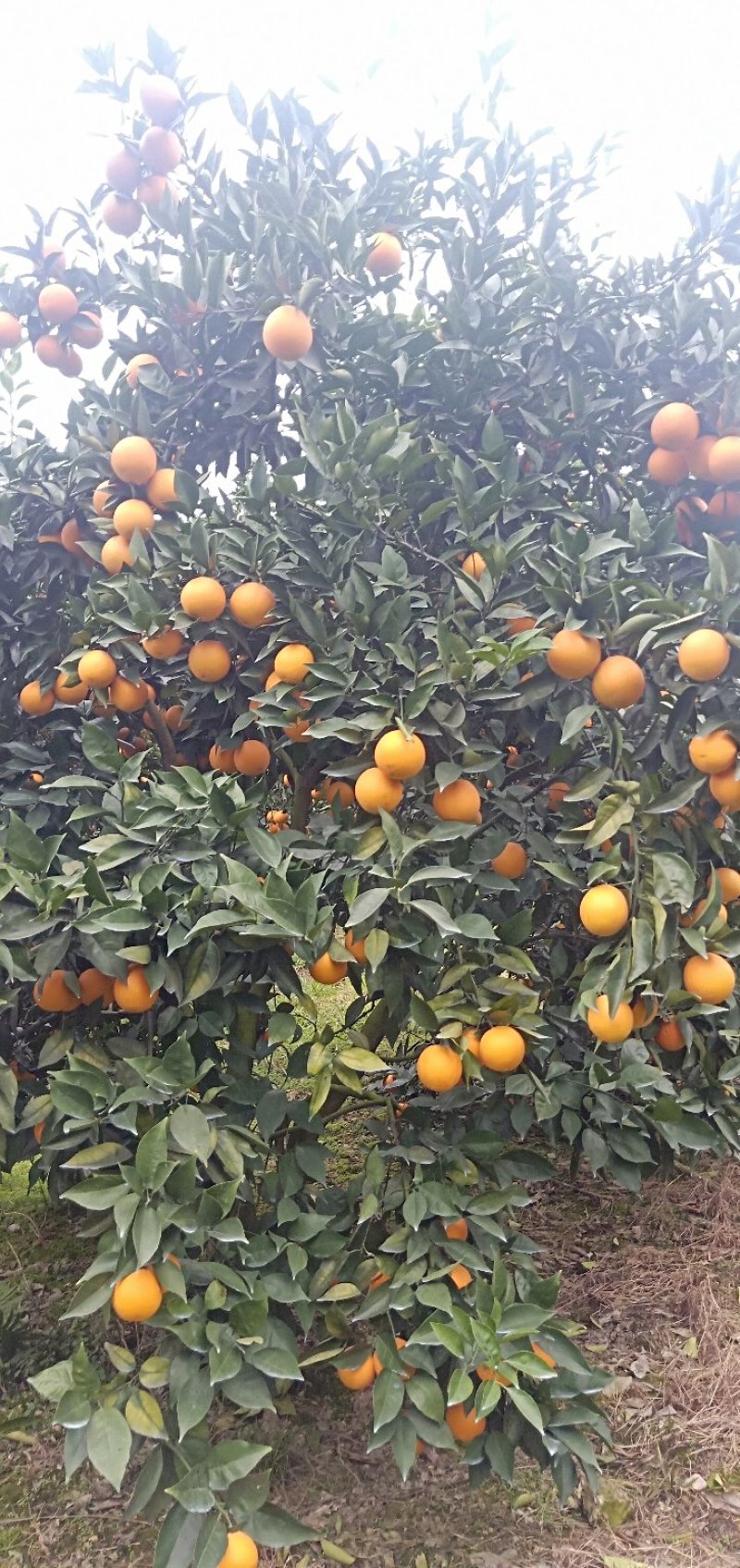 佛罗斯特夏橙
