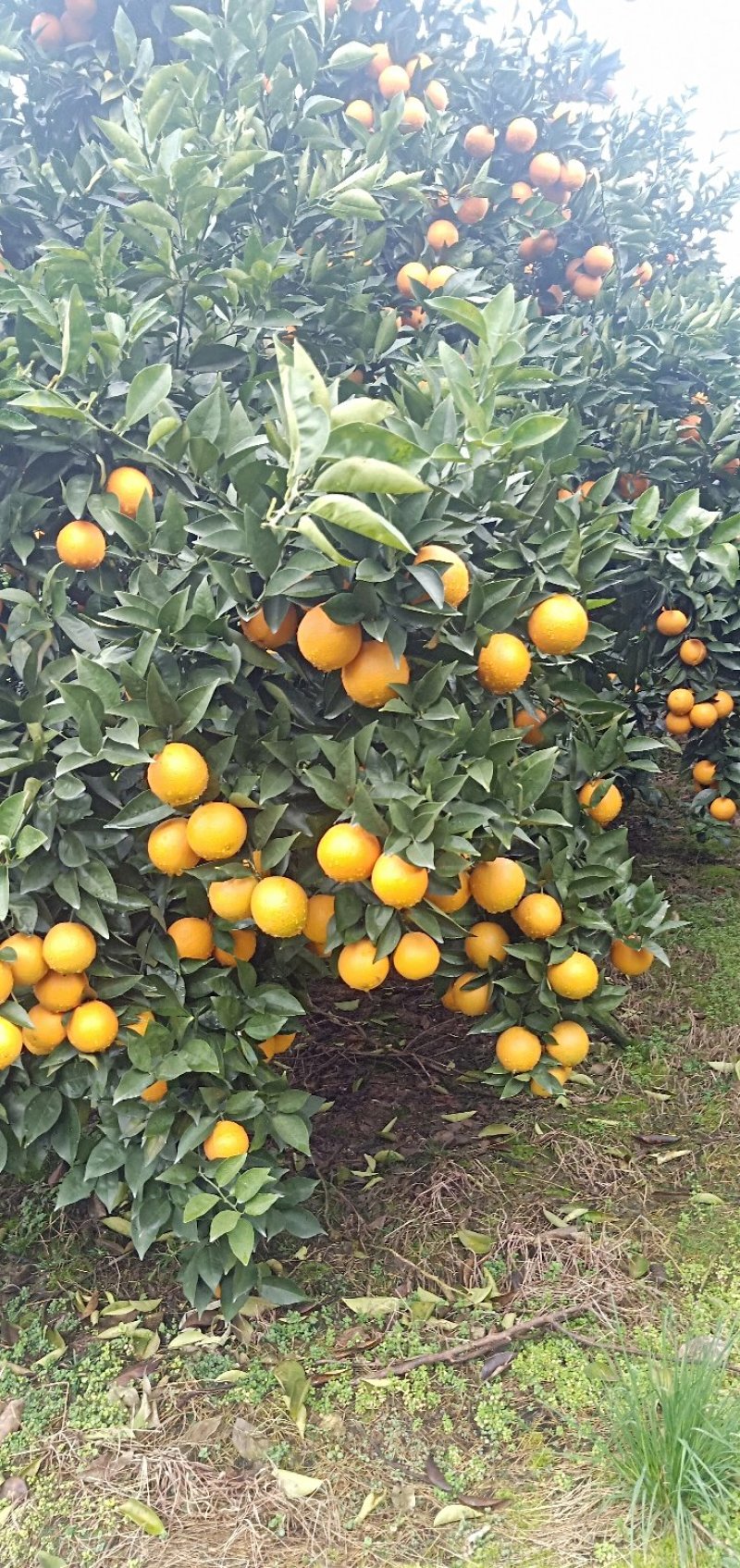 佛罗斯特夏橙