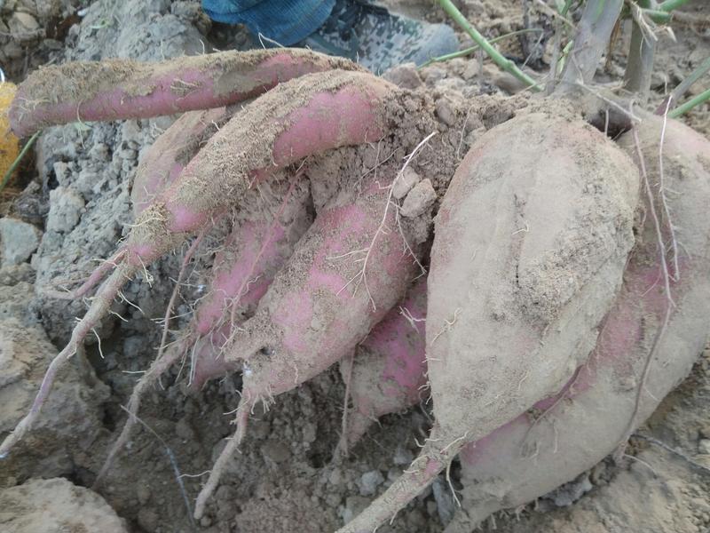 红薯种苗