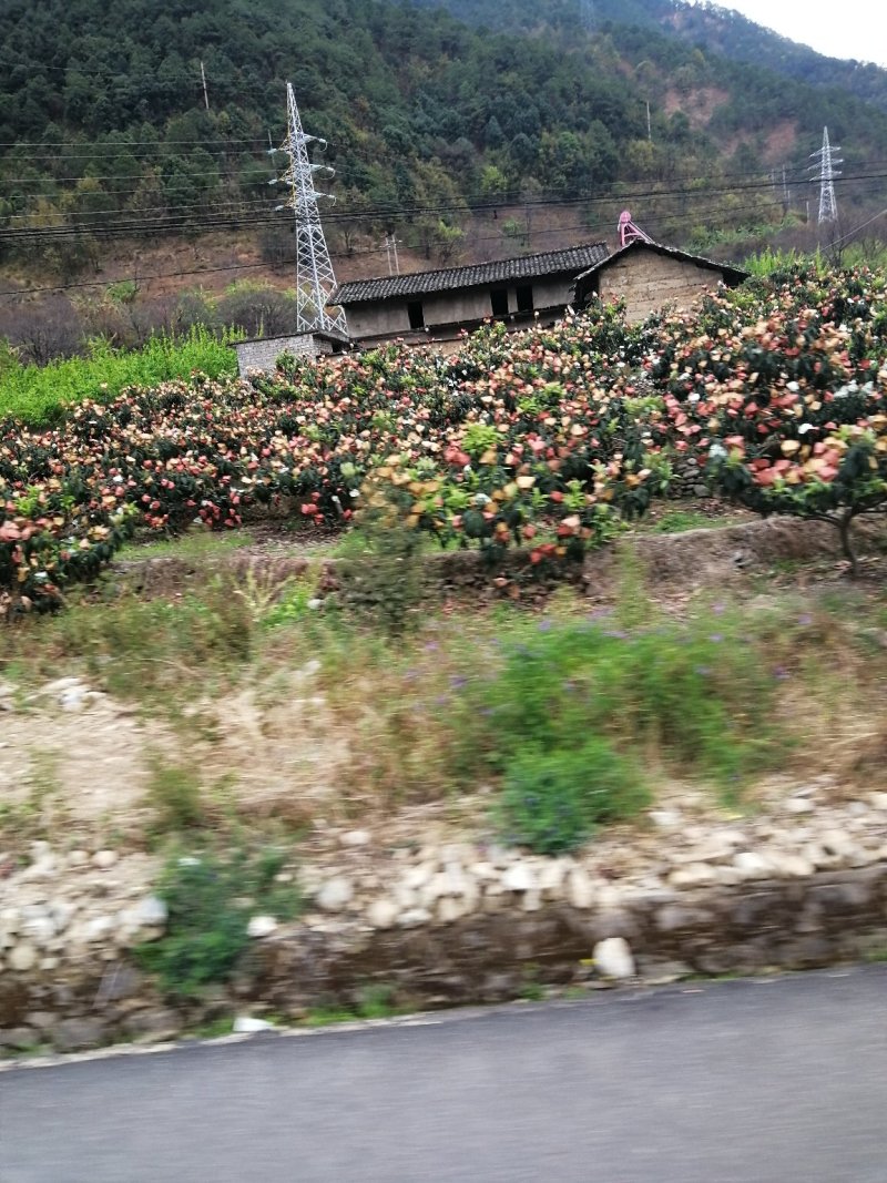 代办大凉山早中枇杷，大五星枇杷，整车快递空运到家。
