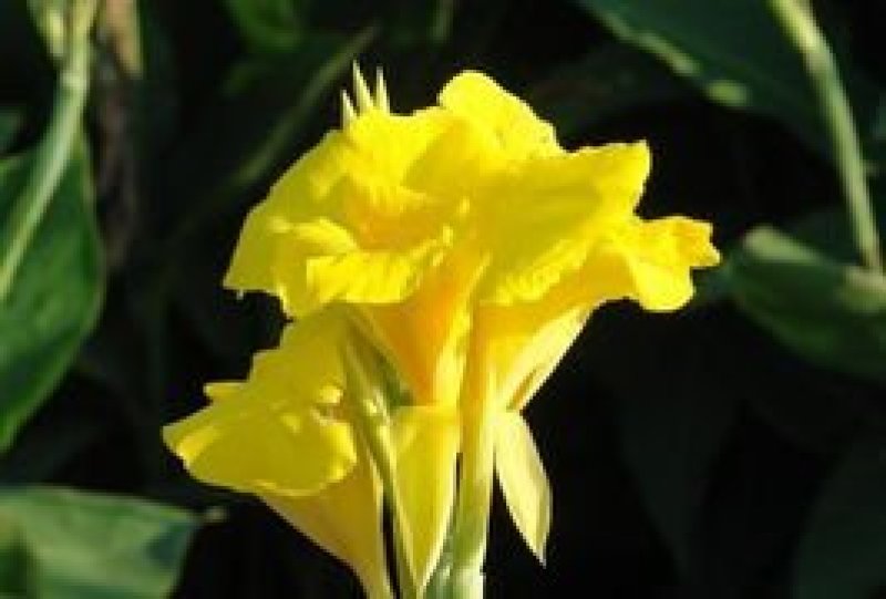 美人蕉，精品矮化美人蕉，保成活，保品种，保证质量