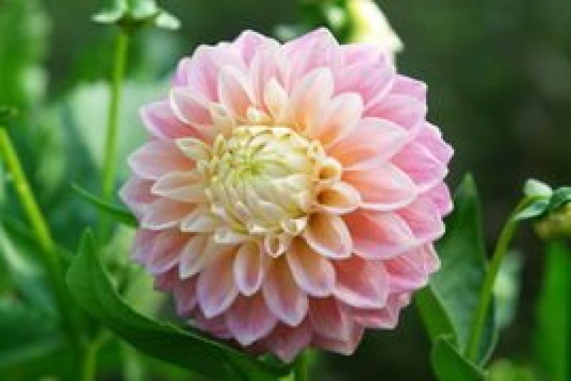 大丽花，精品矮化大丽花，十几个品种，保成活，保品种