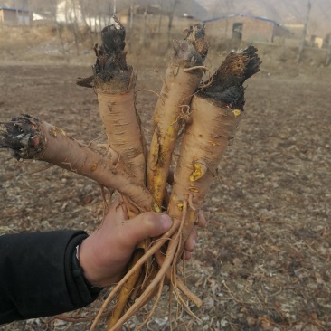 大黄苗，甘肃地道马蹄大黄苗