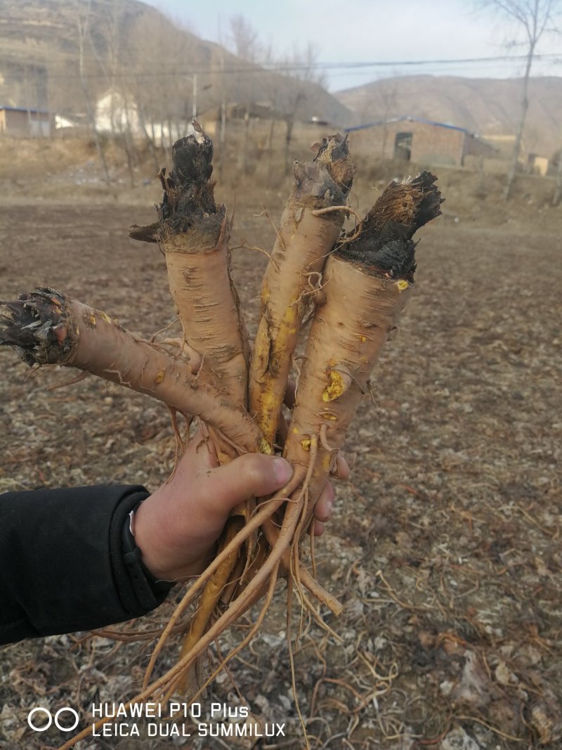 大黄苗，甘肃地道马蹄大黄苗