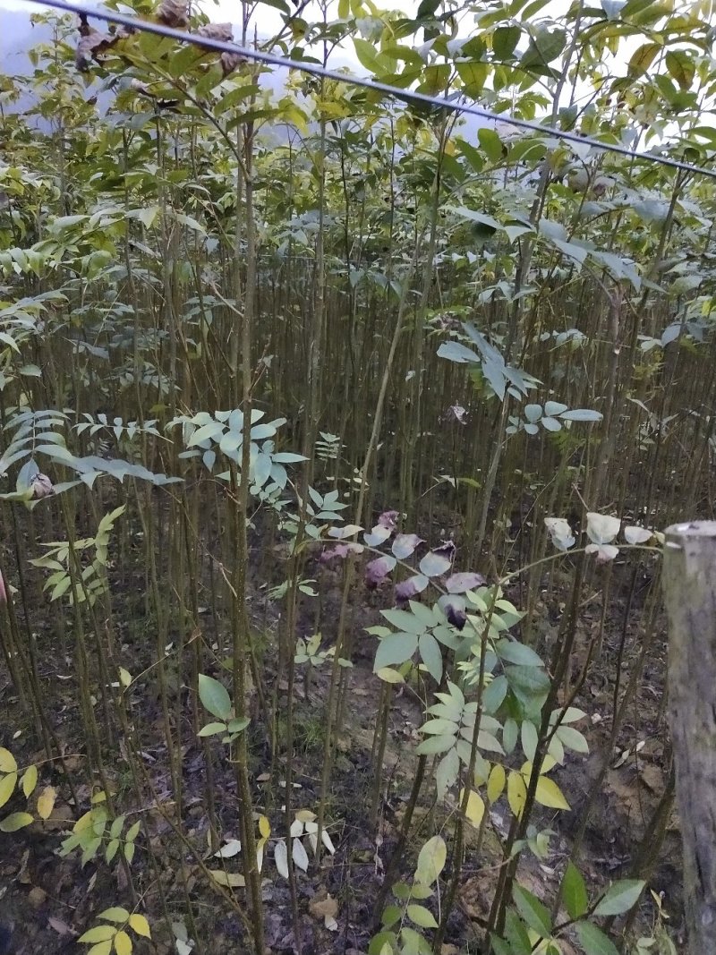江西青钱柳苗各规格都有品质保证诚信经营欢迎联系