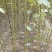 江西青钱柳苗各规格都有品质保证诚信经营欢迎联系