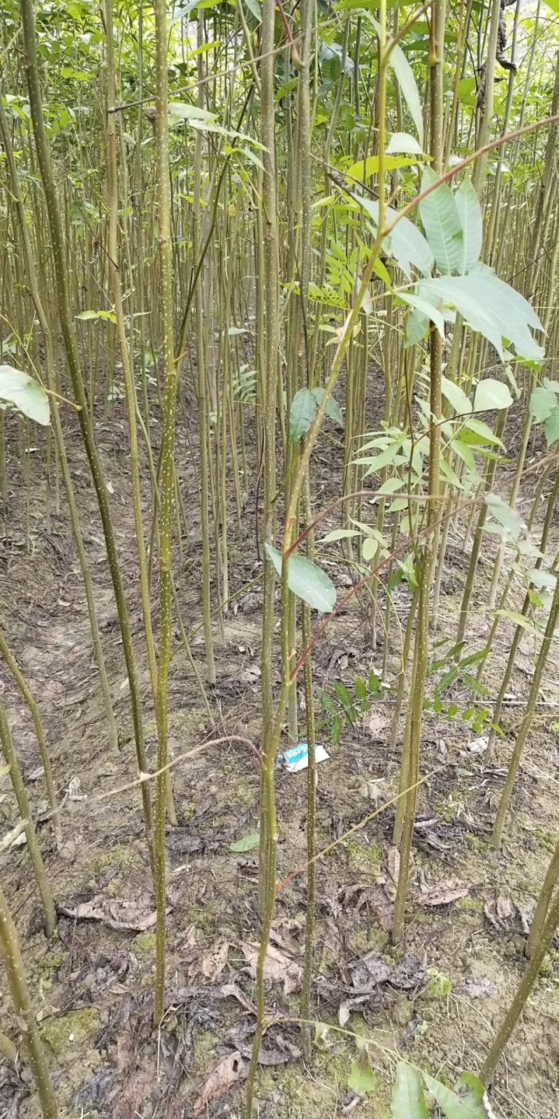 江西青钱柳苗各规格都有品质保证诚信经营欢迎联系