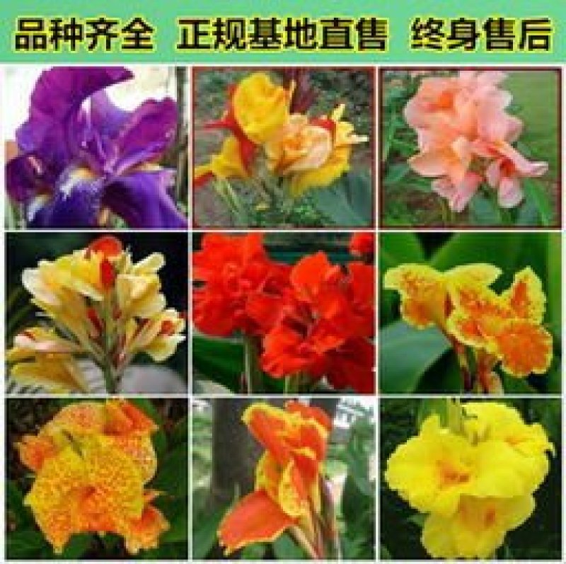 美人蕉种球基地直销精品观赏型保品种保成活