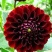 大丽花种球基地直销矮化大花精品质量好价格低