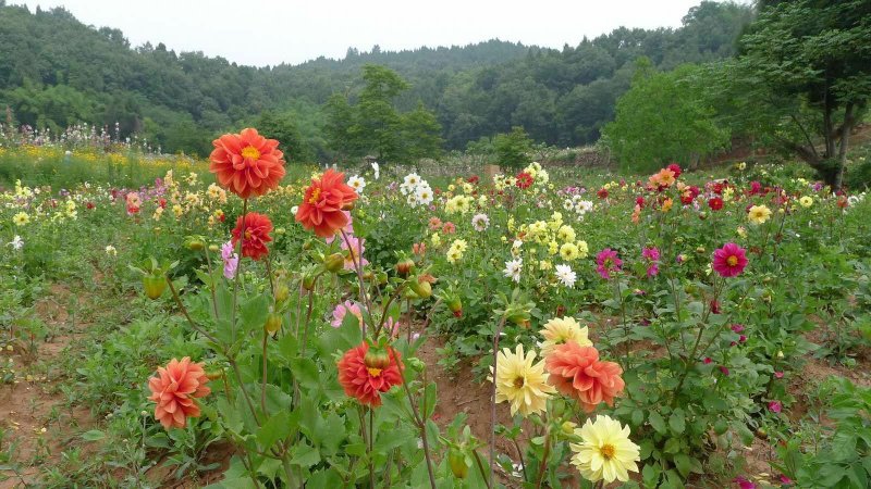 大丽花种球基地直销矮化大花精品质量好价格低