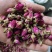 玫瑰花甘肃兰州玫瑰500克批发各种中药材花果茶