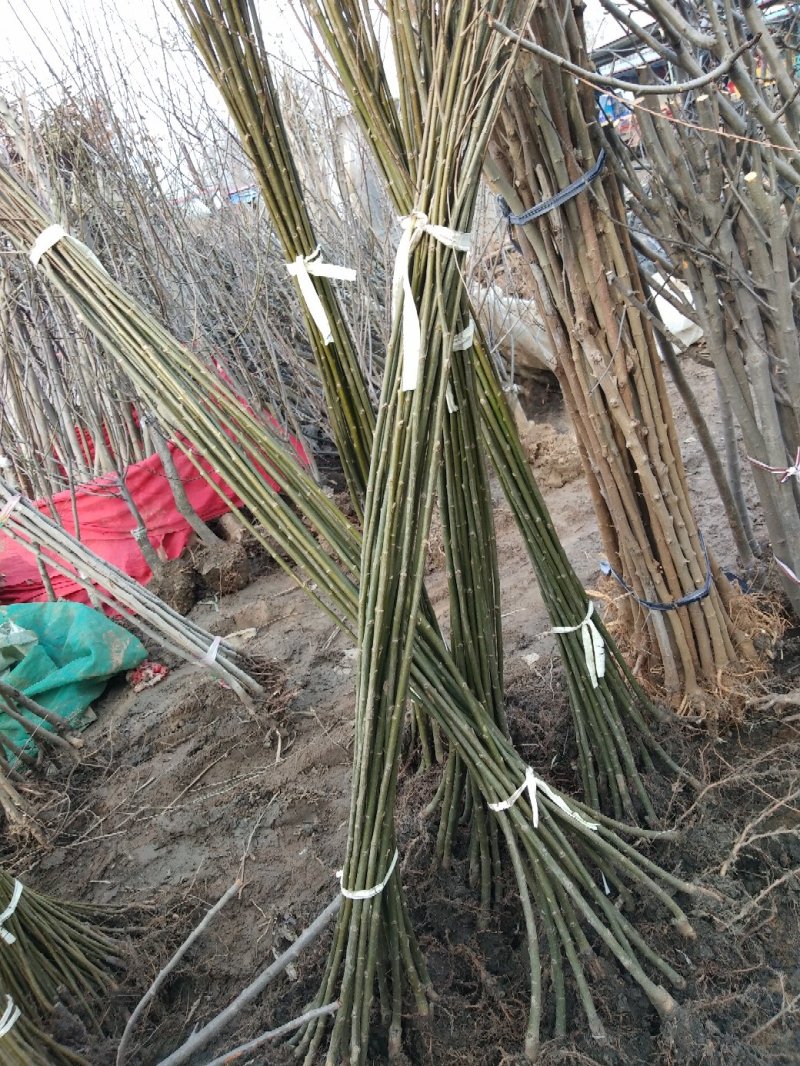 垂柳，金丝垂柳，黄金柳，竹柳，青柳基地直销