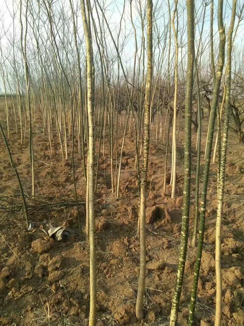 山西国槐，杏花槐金枝槐，龙爪槐，规格齐全！