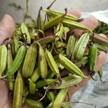 白芨种子白芨净子发芽率高达95%以上提供种植技术