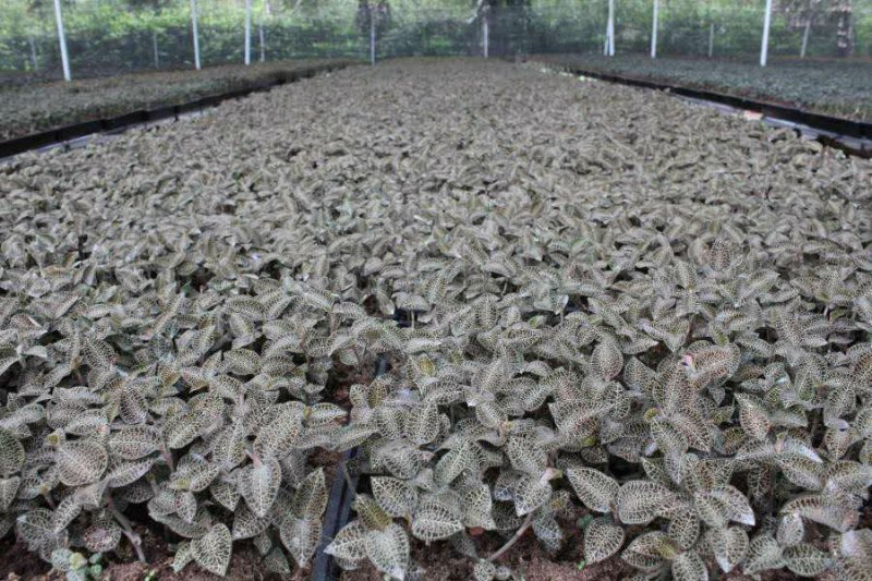 金线莲种子发芽率95%以上货到付款提供种植技术资料