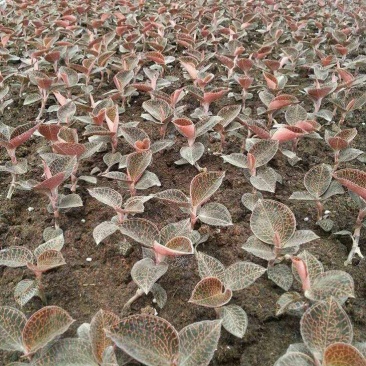 金线莲种子发芽率95%以上货到付款免费提供种植技术