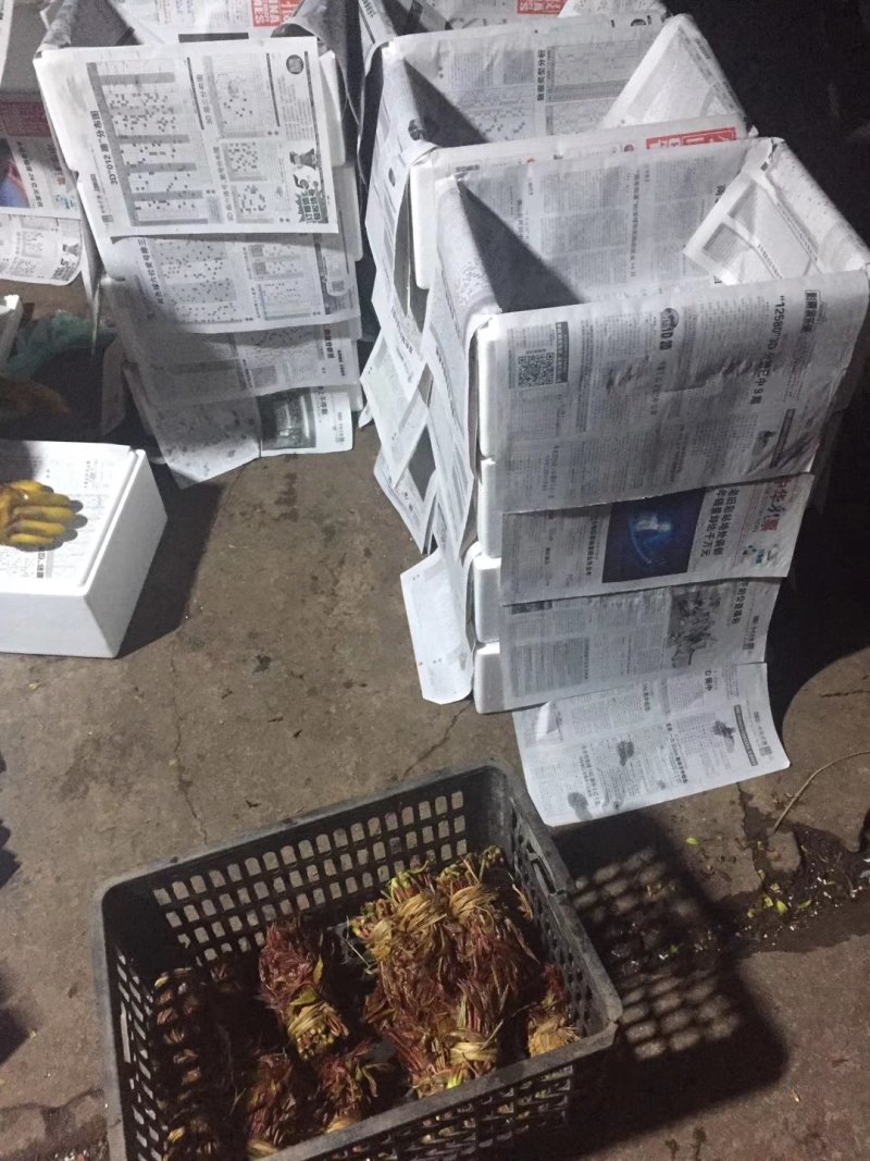 香椿芽刚上市产地直供，货源充足，实力代收，期待长期合作