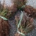 侧柏苗又叫扁柏苗可以嫁接龙柏用可视频看货选货
