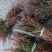 侧柏苗又叫扁柏苗可以嫁接龙柏用可视频看货选货