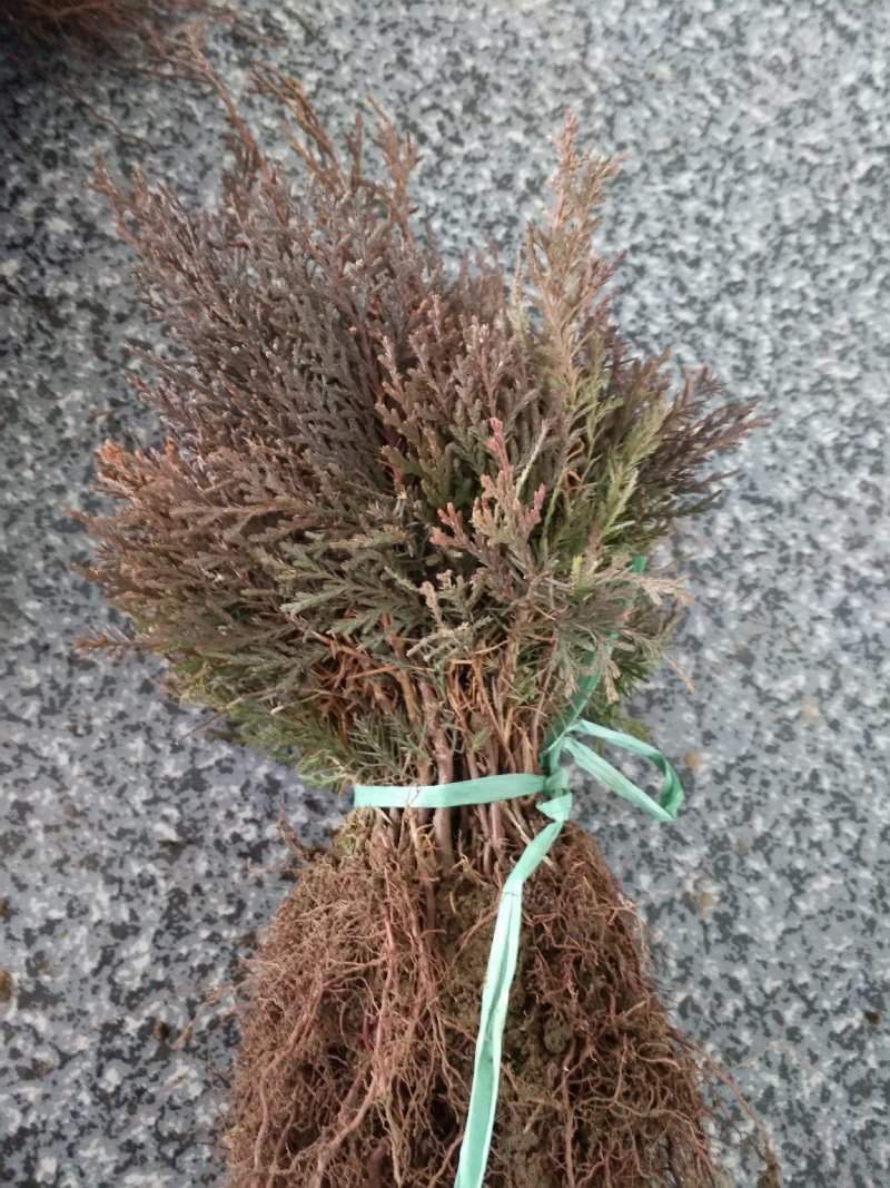 侧柏苗又叫扁柏苗可以嫁接龙柏用可视频看货选货