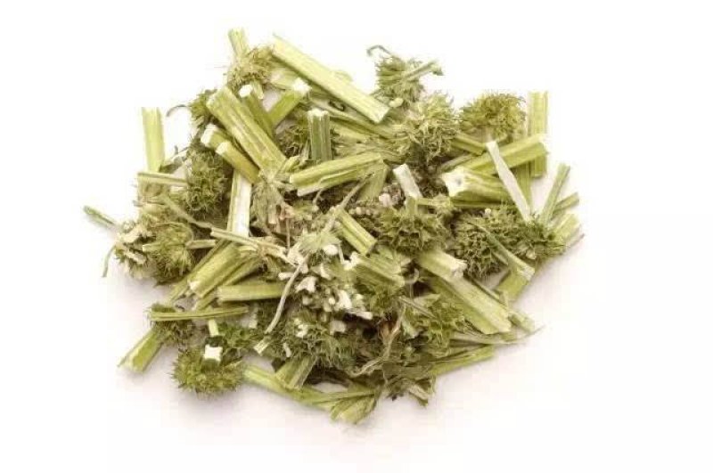 益母草种子