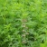 益母草种子