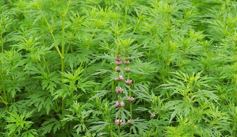 益母草种子