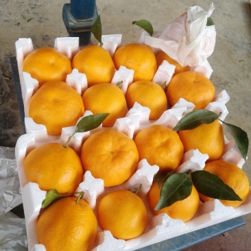 耙耙柑中果30元/件