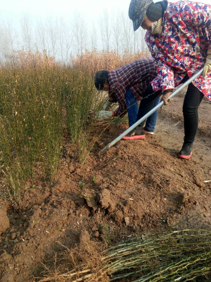 枳壳奶苗一年苗嫁接标准积壳小苗子量大价格便宜