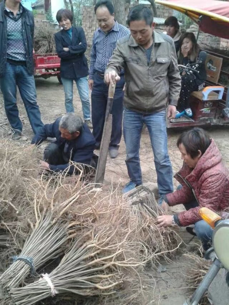 紫穗槐各种规则技术指导跟踪服务承接绿化工程