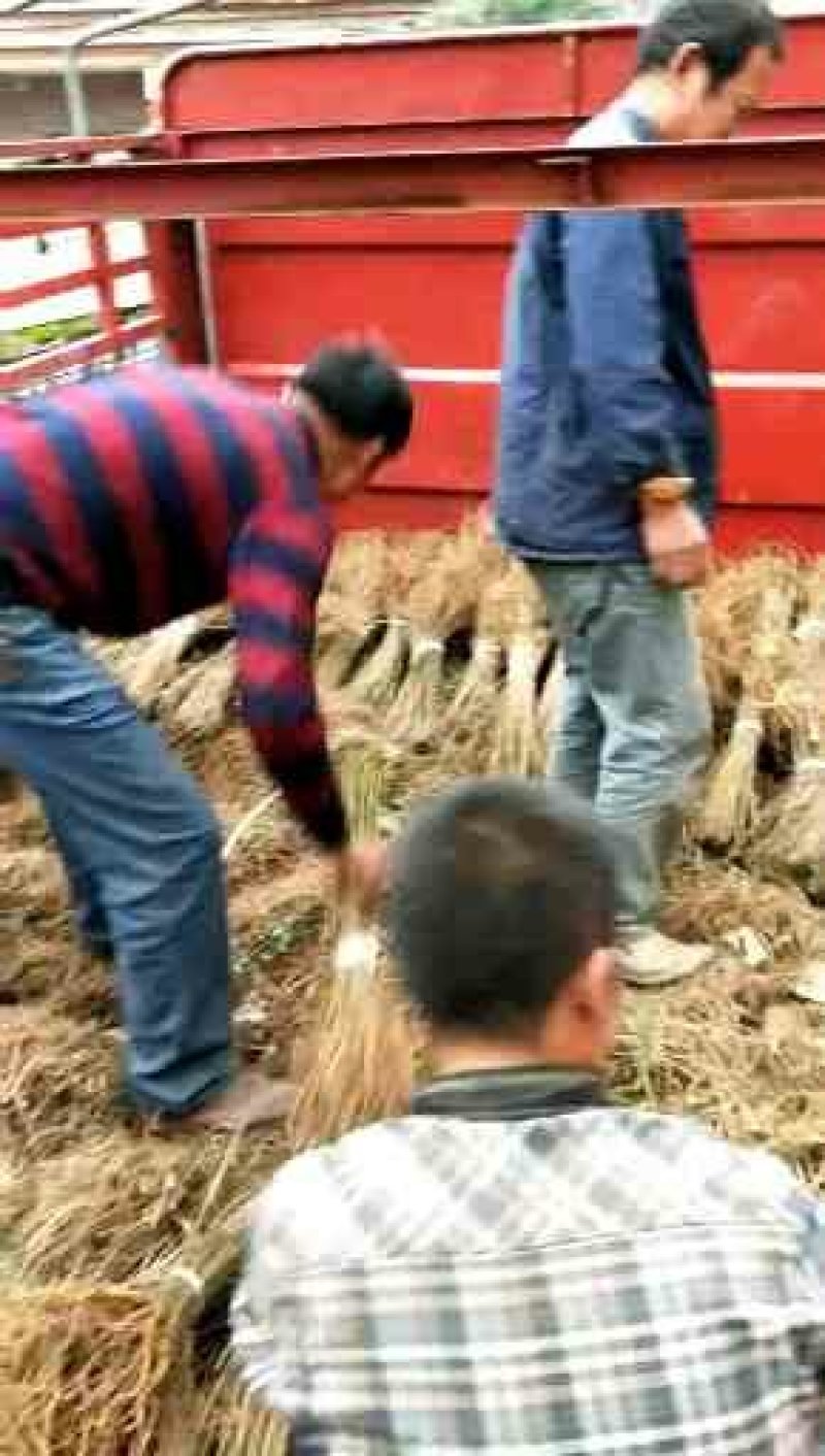 紫穗槐各种规则技术指导跟踪服务承接绿化工程