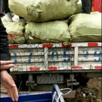 紫穗槐大量供应各种规格价低质优诚信经营