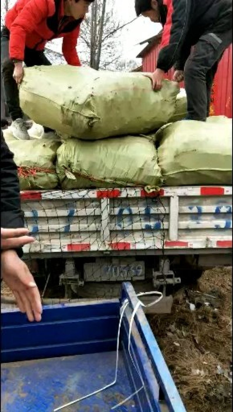 紫穗槐大量供应各种规格价低质优诚信经营
