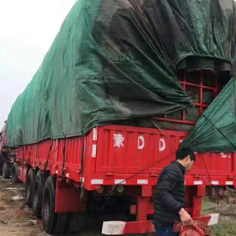 紫穗槐大量供应各种规格价低质优诚信经营
