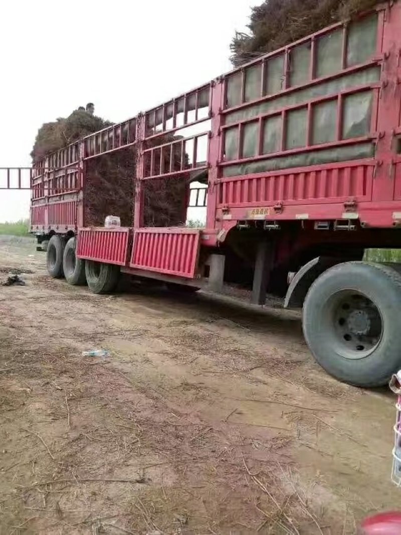 紫穗槐大量供应各种规格价低质优诚信经营