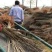 紫穗槐大量供应各种规格价低质优诚信经营