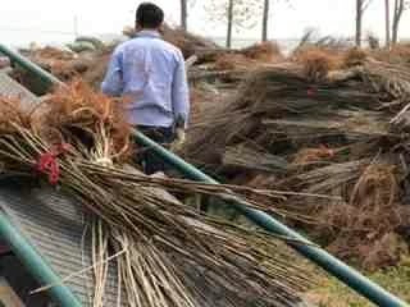 紫穗槐大量供应各种规格价低质优诚信经营