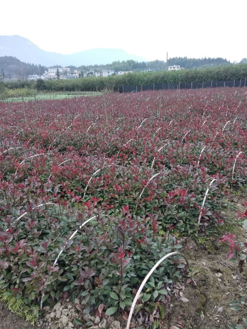 红叶石楠苗