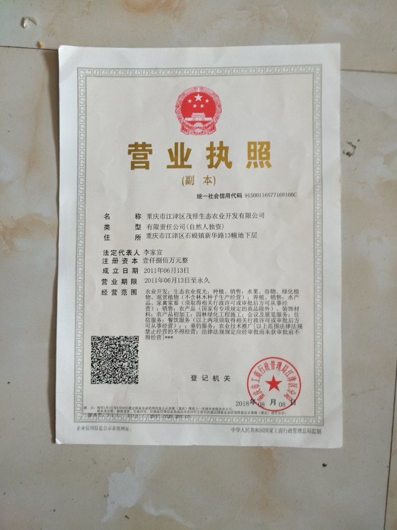 红叶石楠苗