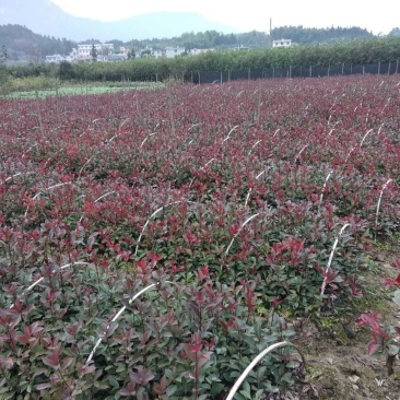红叶石楠苗