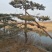 造型油松
