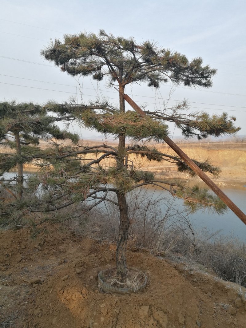 造型油松
