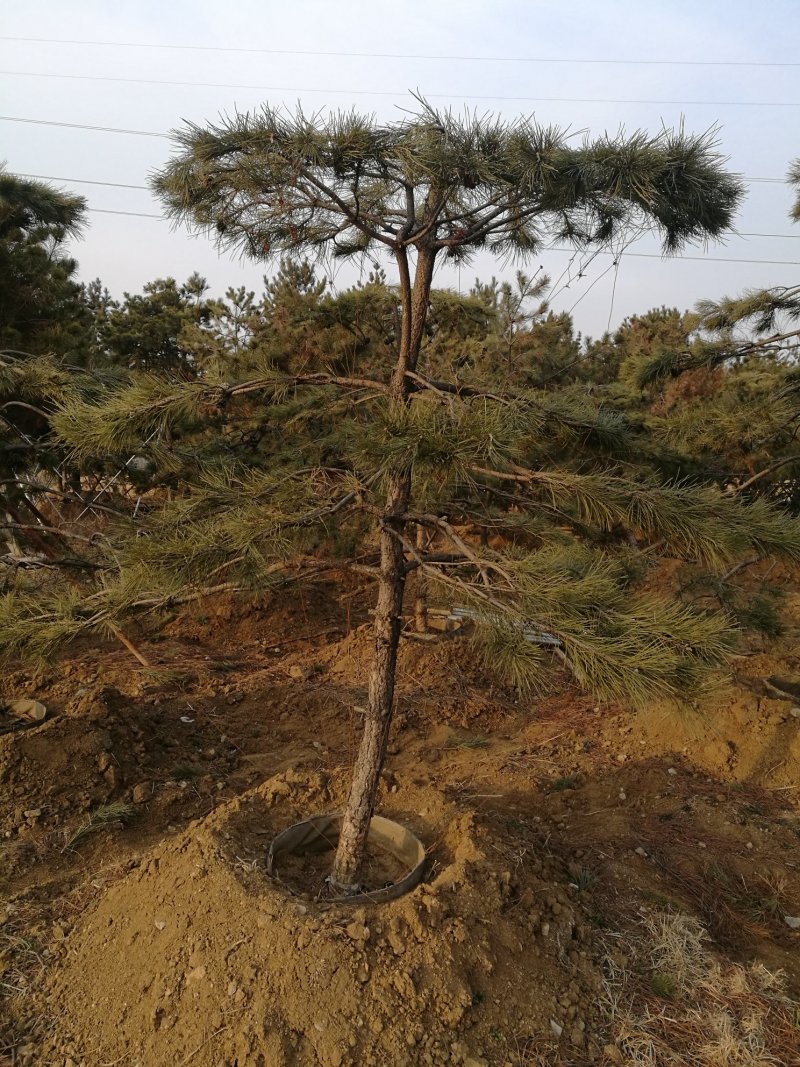 造型油松